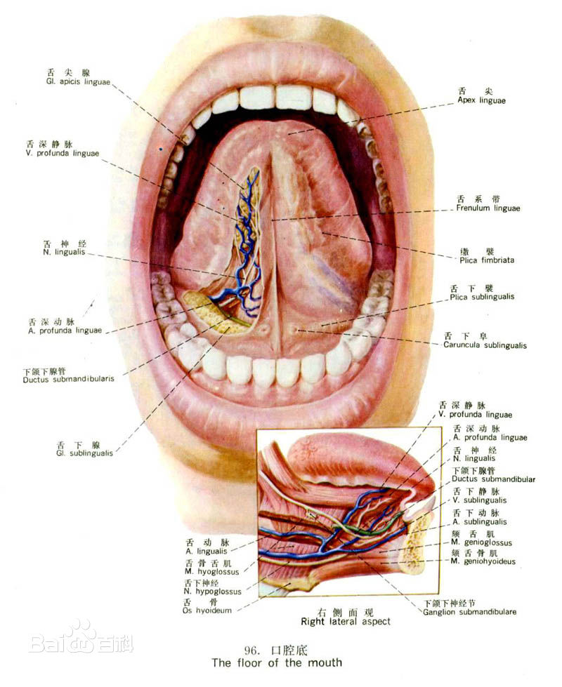 唇部动脉分布图图片